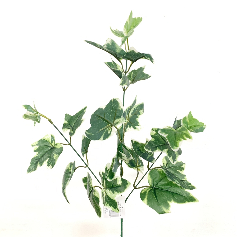 Ramo Edera variegata